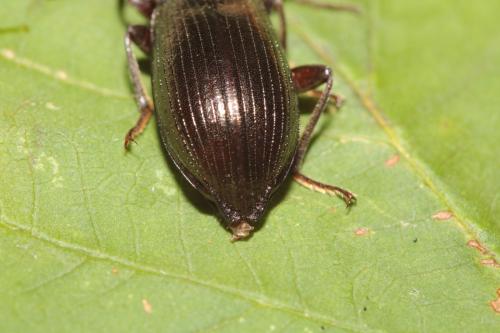 Réf. 326 232 : Stenomax aeneus
